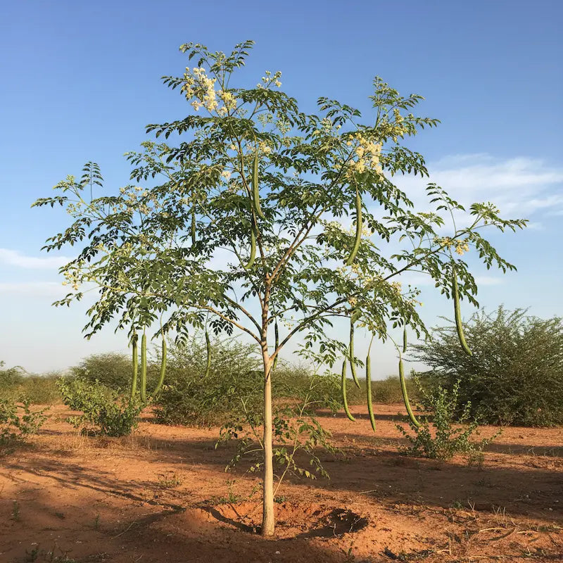 moringa-plant.webp__PID:23962a20-fe67-46fc-99b0-2dae6d118989